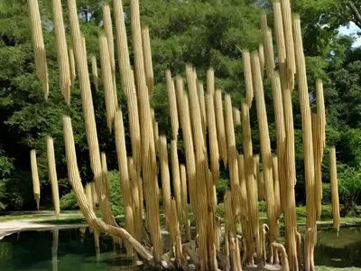 Taxodium Distichum Var. Imbricarium ‘Nutans’ (Nodding Pond Cypress)