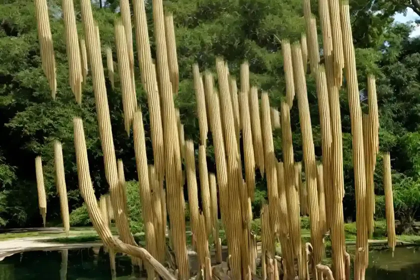Taxodium distichum var. imbricarium ‘nutans’ (nodding pond cypress)