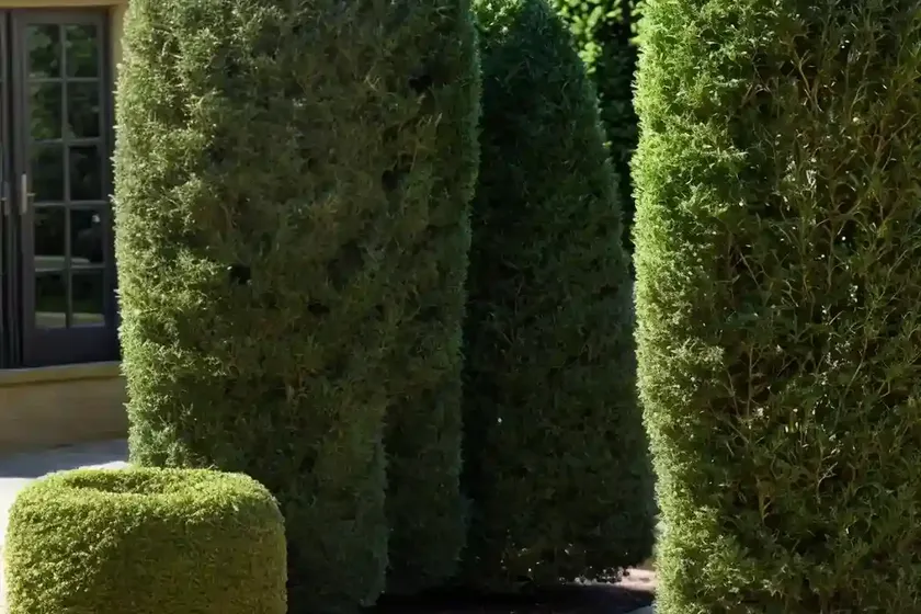 Taxus baccata ‘david’ (english yew) — photo 2