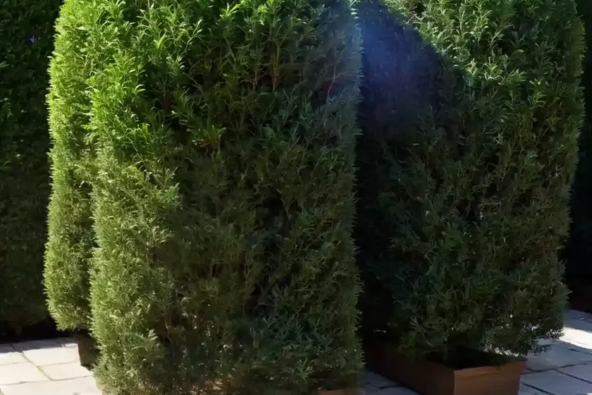 Taxus baccata ‘david’ (english yew) — photo 3