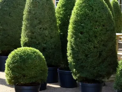 Taxus Baccata ‘David’ (English Yew)