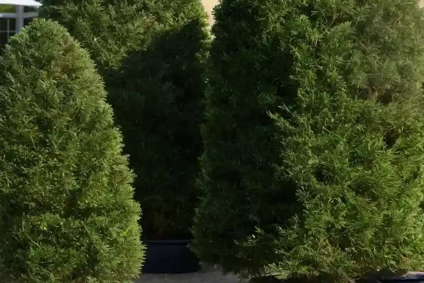 Taxus baccata ‘dovastoniana’ (english yew) — photo 2