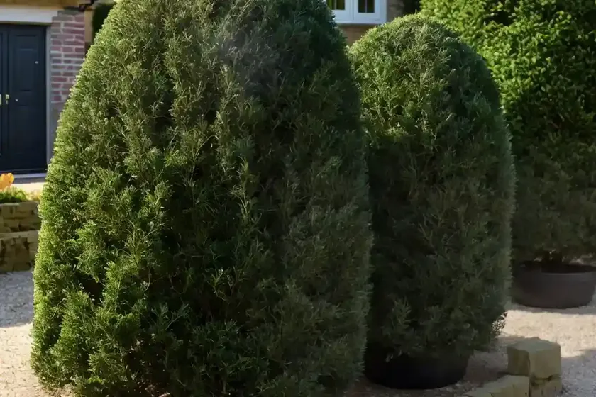 Taxus baccata ‘dovastoniana’ (english yew) — photo 3