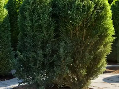 Taxus Baccata ‘Dovastoniana’ (English Yew)
