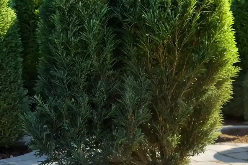 Taxus baccata ‘dovastoniana’ (english yew)