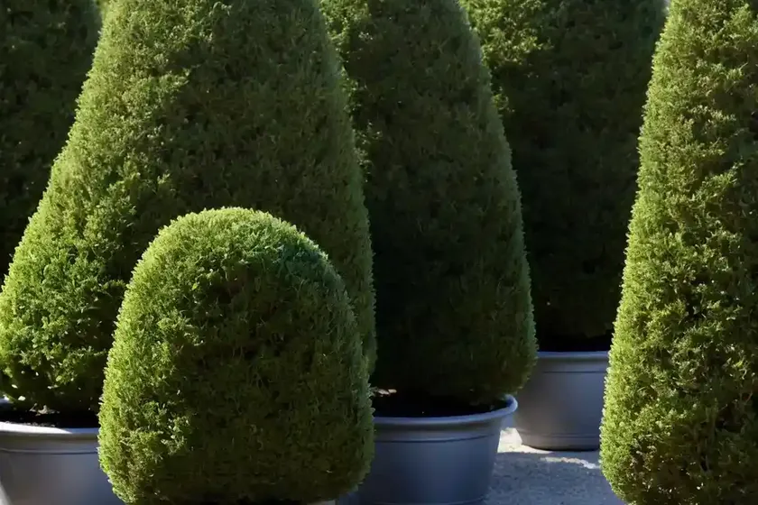 Taxus Baccata ‘Fastigiata Aurea’ (Irish Yew) — photo 2