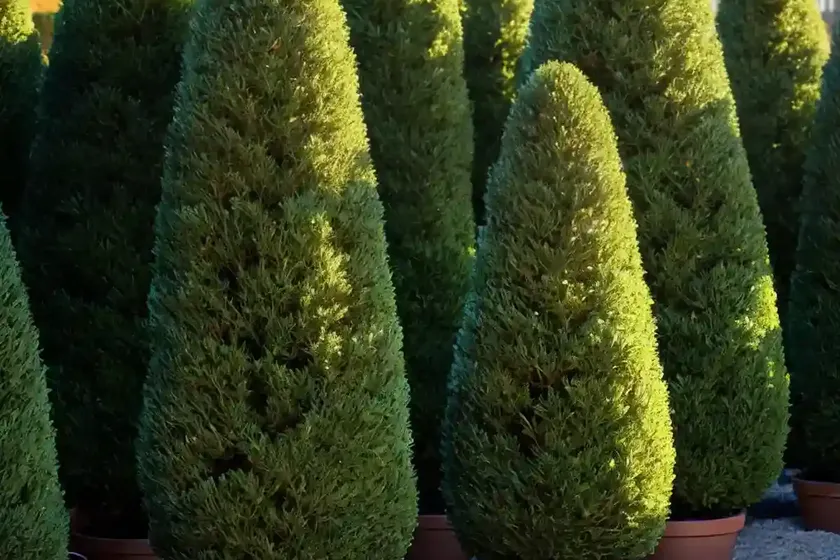 Taxus Baccata ‘Fastigiata Aurea’ (Irish Yew) — photo 3