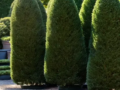 Taxus Baccata ‘Fastigiata Aurea’ (Irish Yew)