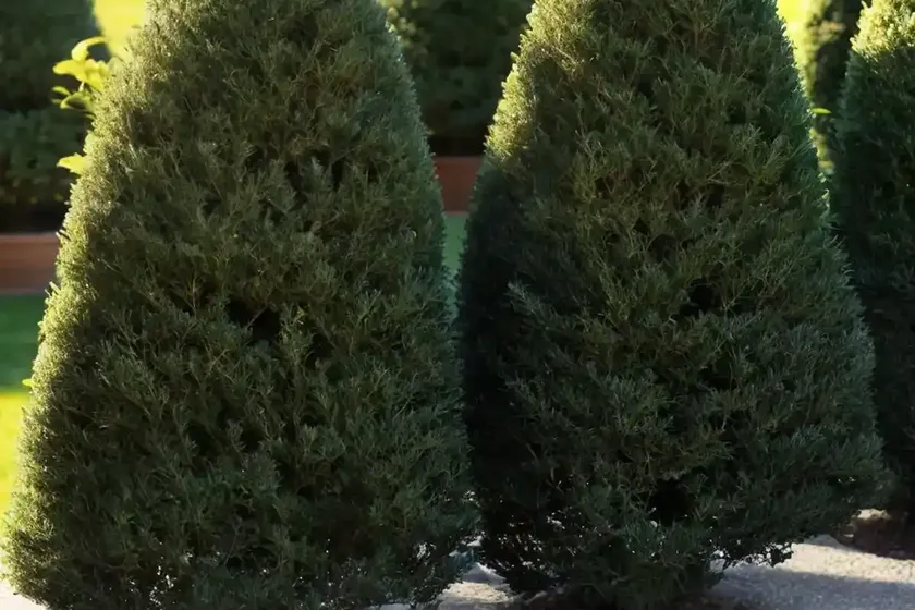 Taxus baccata ‘fastigiata’ (irish yew) — photo 2