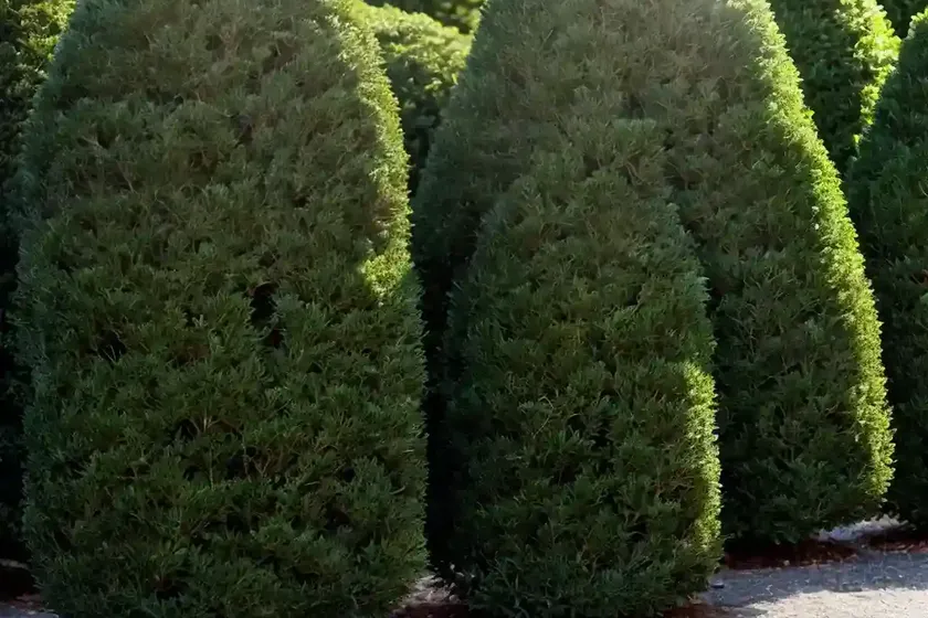 Taxus baccata ‘fastigiata’ (irish yew) — photo 3