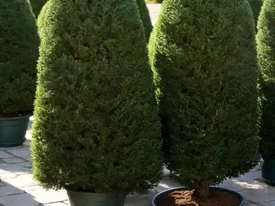 Taxus Baccata ‘Fastigiata’ (Irish Yew)