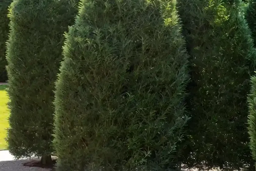 Taxus baccata ‘repandens’ (english yew) — photo 2