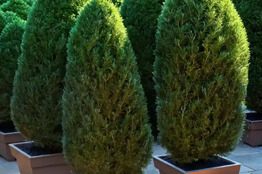 Taxus baccata ‘repandens’ (english yew) — photo 3