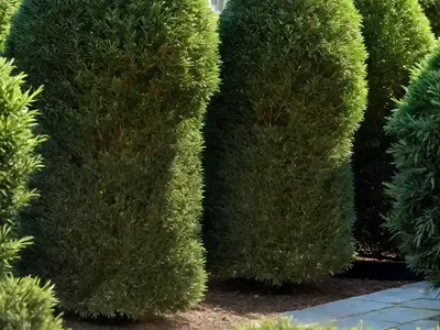 Taxus Baccata ‘Repandens’ (English Yew)