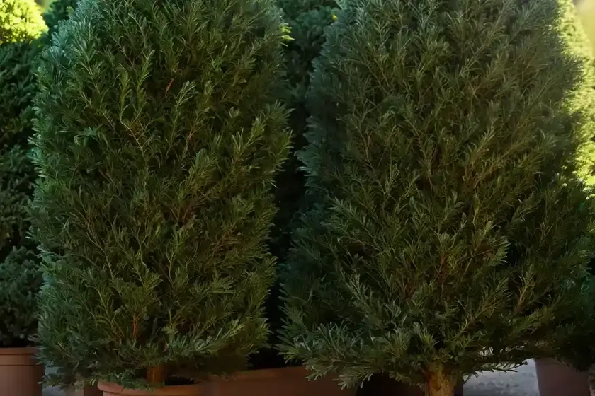 Taxus Baccata ‘Repens Aurea’ (English Yew) — photo 2