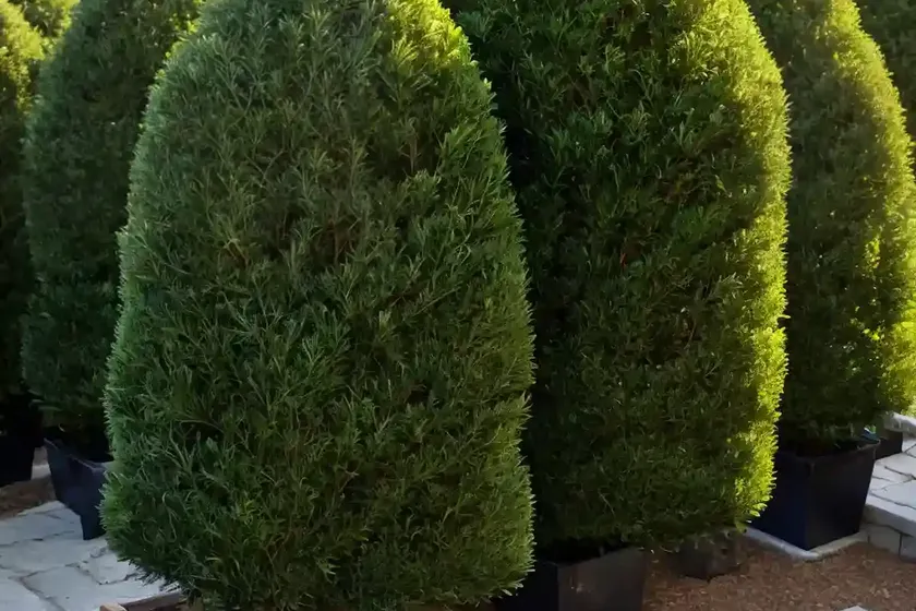 Taxus Baccata ‘Repens Aurea’ (English Yew) — photo 3