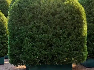 Taxus Baccata ‘Repens Aurea’ (English Yew)