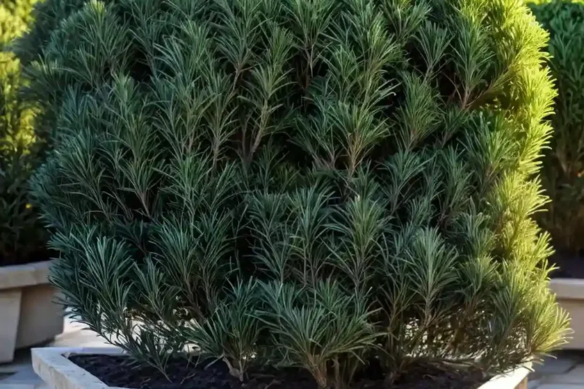 Taxus baccata ‘standishii’ (english yew) — photo 2