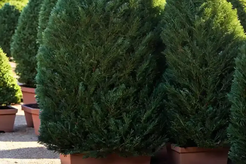 Taxus baccata ‘standishii’ (english yew) — photo 3