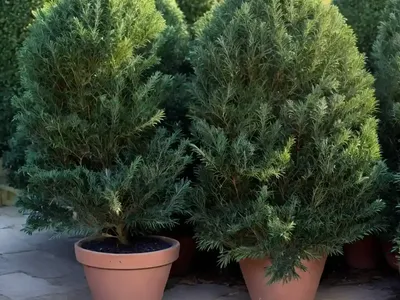 Taxus Baccata ‘Standishii’ (English Yew)