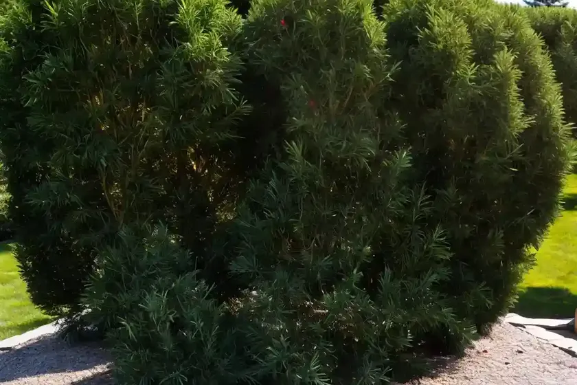 Taxus canadensis (american yew) — photo 2
