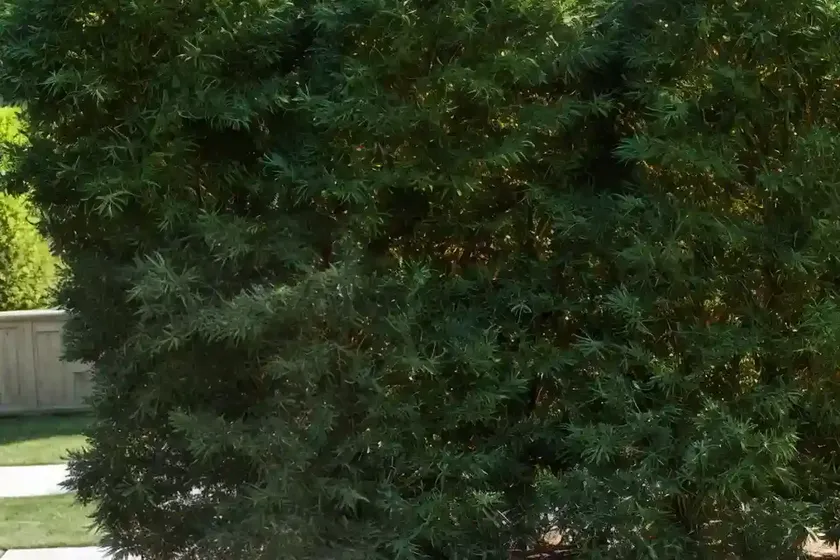 Taxus canadensis (american yew) — photo 3