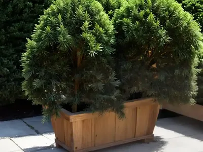 Taxus Canadensis (American Yew)