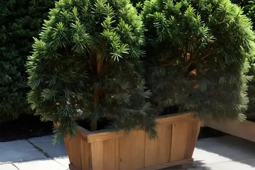 Taxus canadensis (american yew)