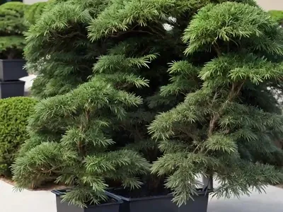 Taxus X Media ‘Densiformis’ (Anglo-Japanese Yew)