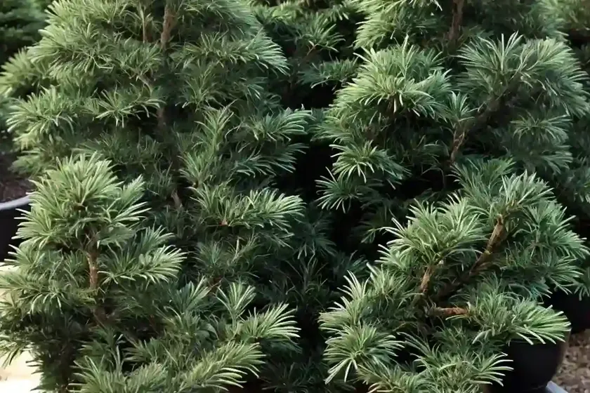 Taxus x media ‘hicksii’ (anglo-japanese yew) — photo 2