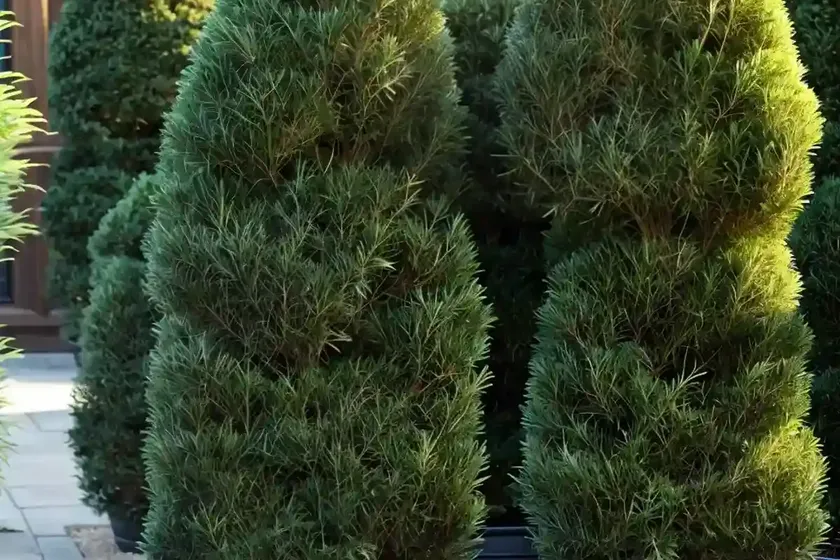 Taxus x media ‘hicksii’ (anglo-japanese yew) — photo 3