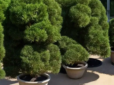 Taxus X Media ‘Hicksii’ (Anglo-Japanese Yew)
