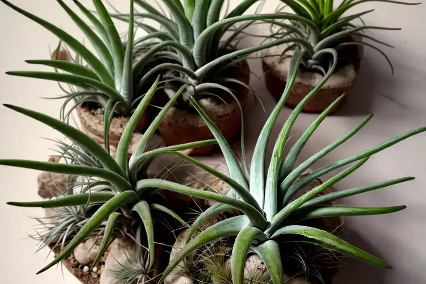 Tectorum air plant (tillandsia tectorum) — photo 3