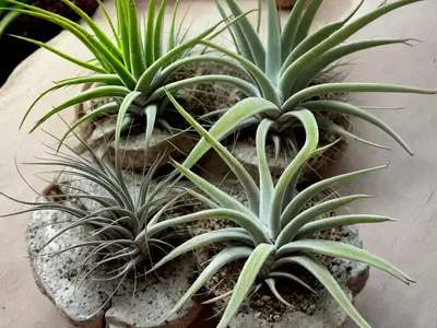 Tectorum Air Plant (Tillandsia Tectorum)