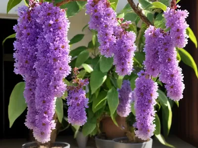 Teddy Bear Vine (Cyanotis Beddomei)