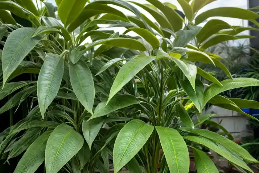 Telegraph plant (codariocalyx motorius) — photo 2