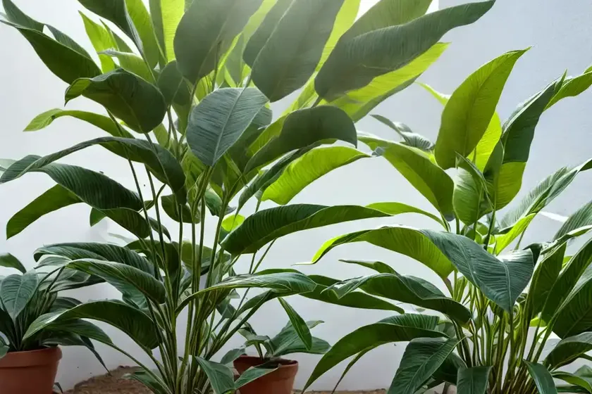 Telegraph plant (codariocalyx motorius)