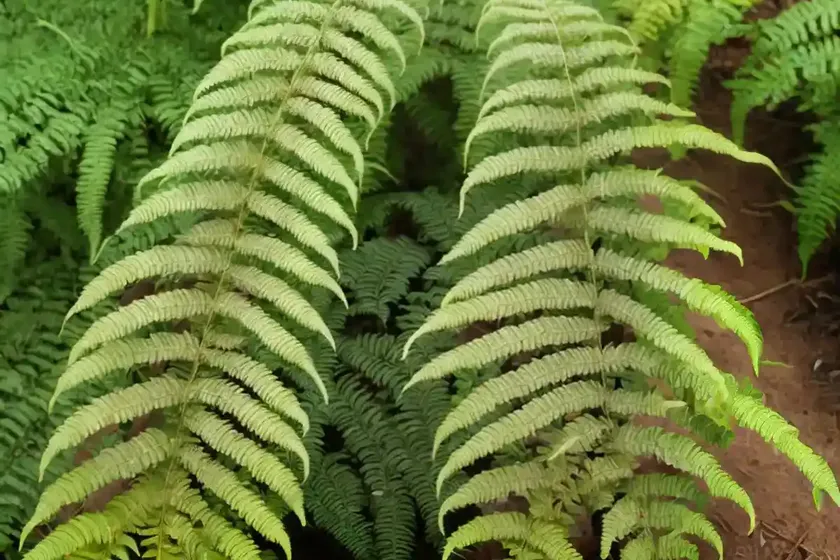 Terrestrial elkhorn fern (microsorum punctatum (l.) copel.) — photo 2