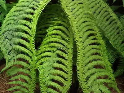 Terrestrial Elkhorn Fern (Microsorum Punctatum (l.) Copel.)