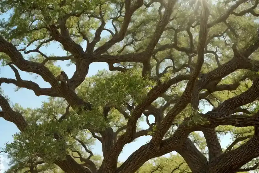 Texas live oak (quercus fusiformis) — photo 3