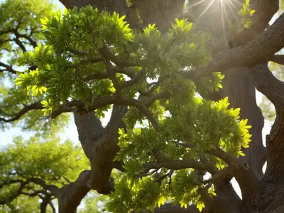 Texas Live Oak (Quercus Fusiformis)
