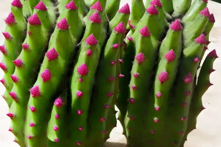 Texas prickly-pear (opuntia engelmannii) — photo 3