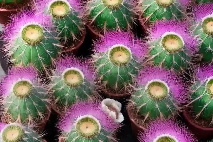 Texas rainbow cactus (echinocereus dasyacanthus) — photo 2
