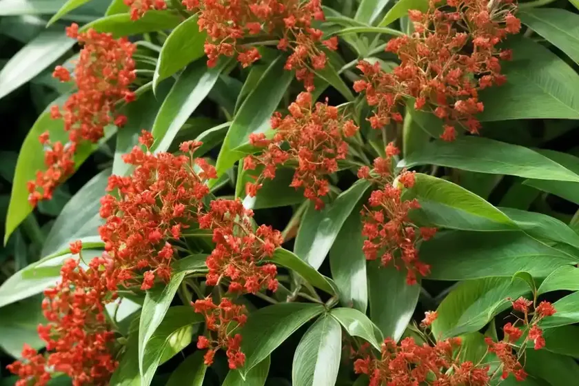 Tezpat (cinnamomum tamala) — photo 2