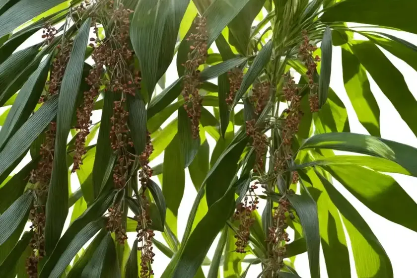 Tezpat (cinnamomum tamala) — photo 3