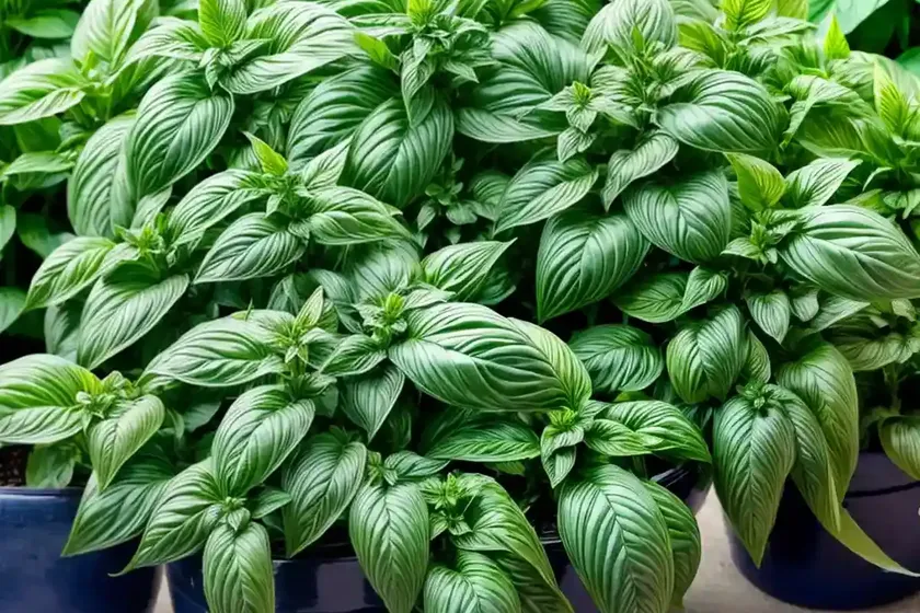 Thai basil (ocimum basilicum var. thyrsiflora) — photo 2