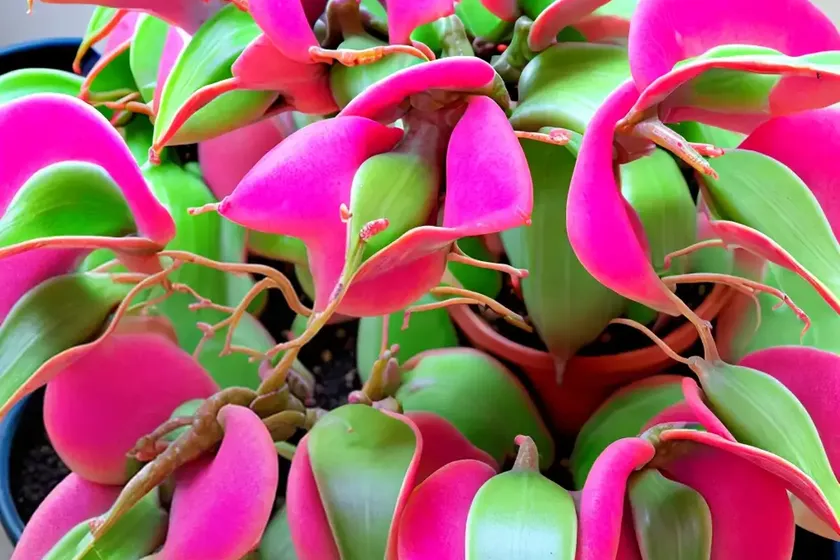 Thanksgiving cactus (schlumbergera truncata) — photo 3