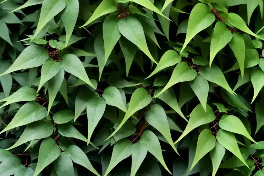 Thicket creeper (parthenocissus inserta)
