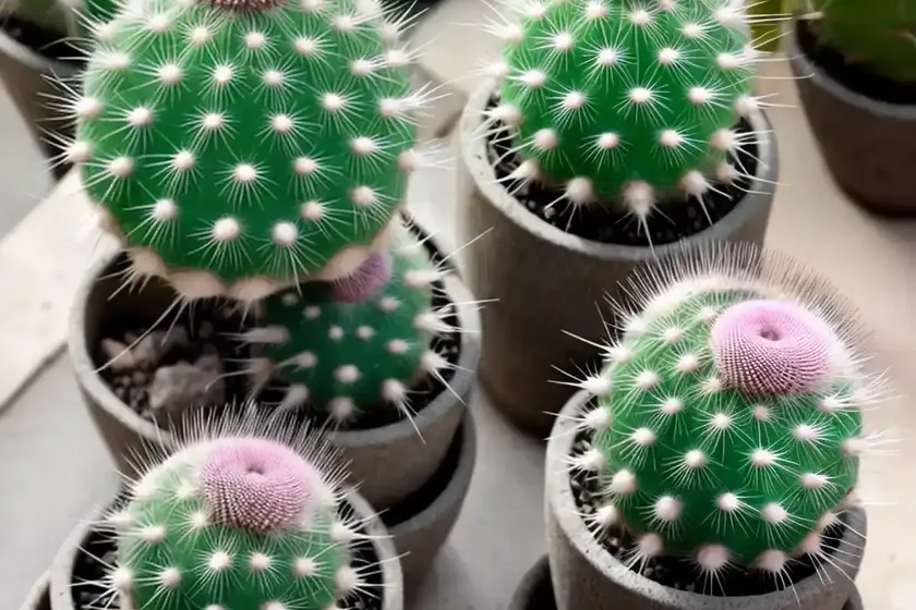 Thimble cactus (mammillaria gracilis fragilis) — photo 2
