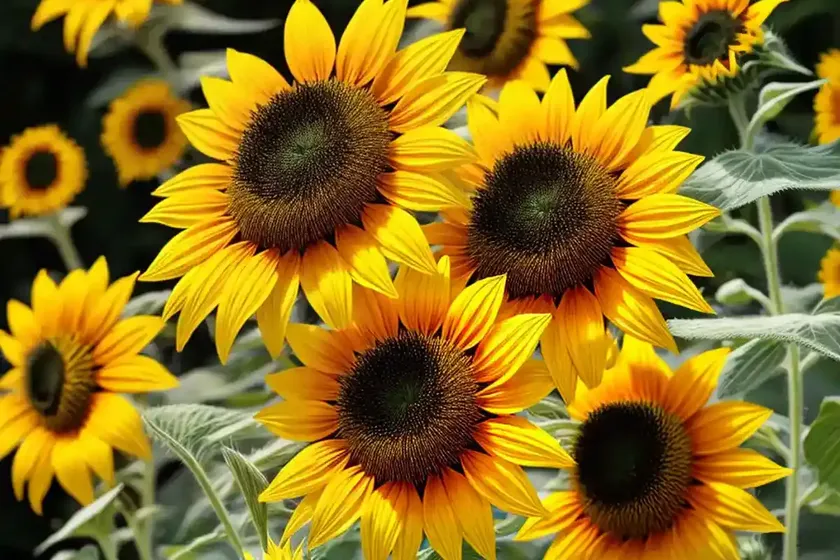 Thin-leaf sunflower (helianthus decapetalus) — photo 3